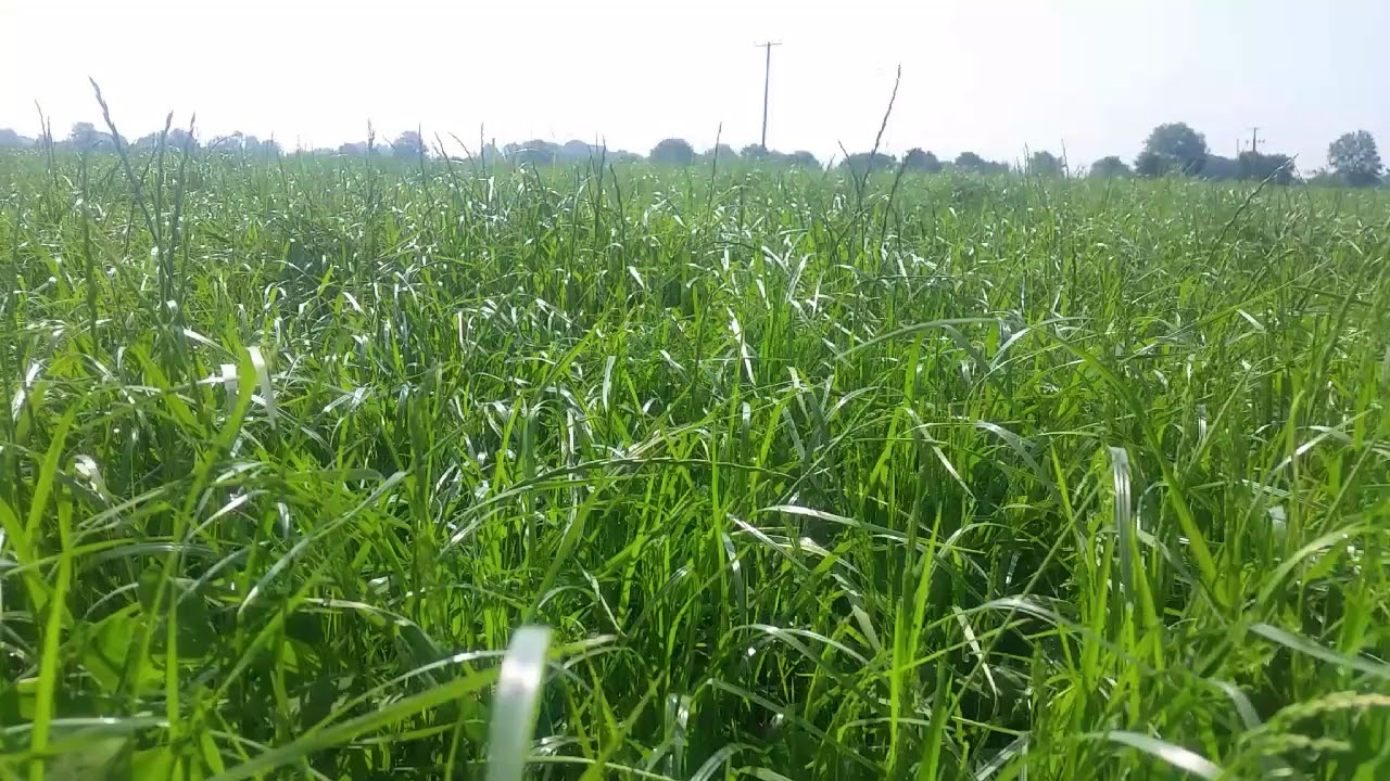 Murphy Agri Silage 2018