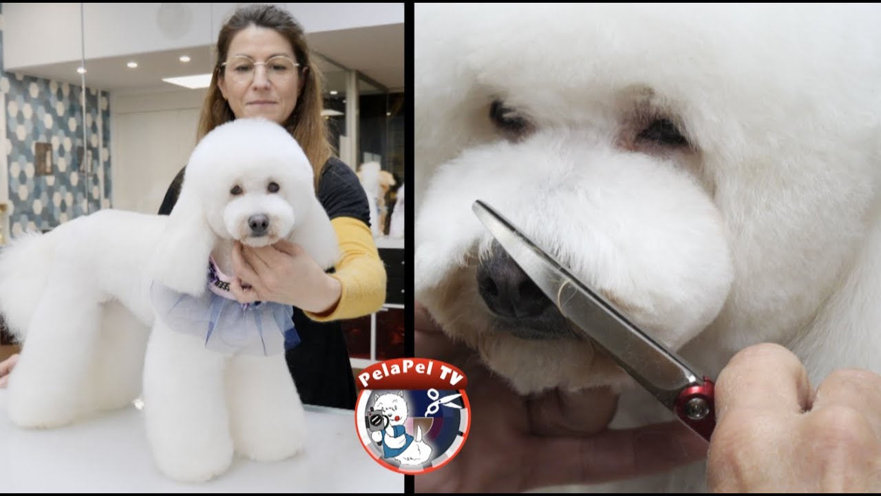 PELUQUERÍA CANINA, hacer cara bonita caniche, ASIAN caniche estilo coreano,  ESTER CATALÁN Samis
