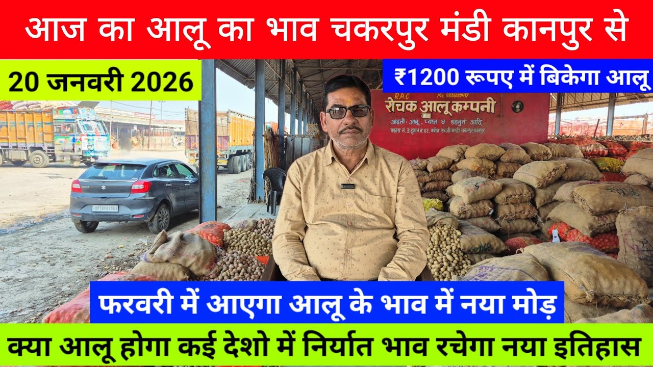 20 जनवरी //आज का आलू का भाव चकरपुर मंडी कानपुर से फरवरी में आएगा आलू के भाव में नया मोड़ Aalu Ka Bhav
