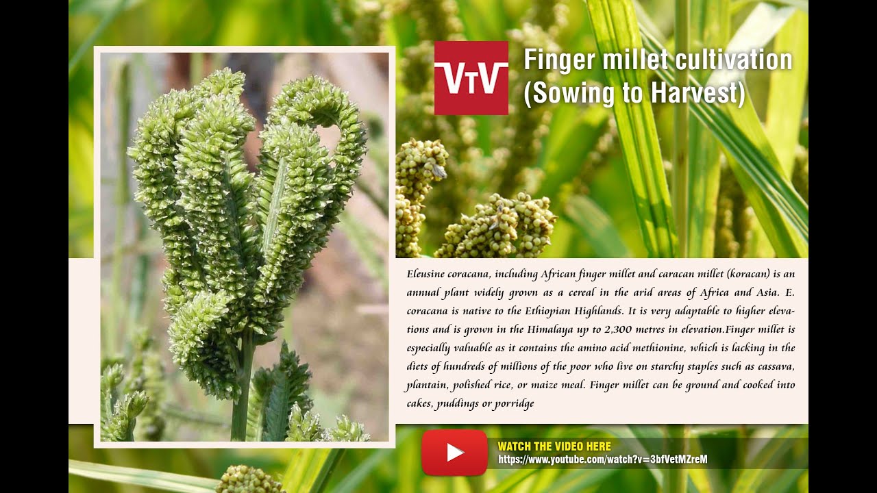 Finger millet seed to seed