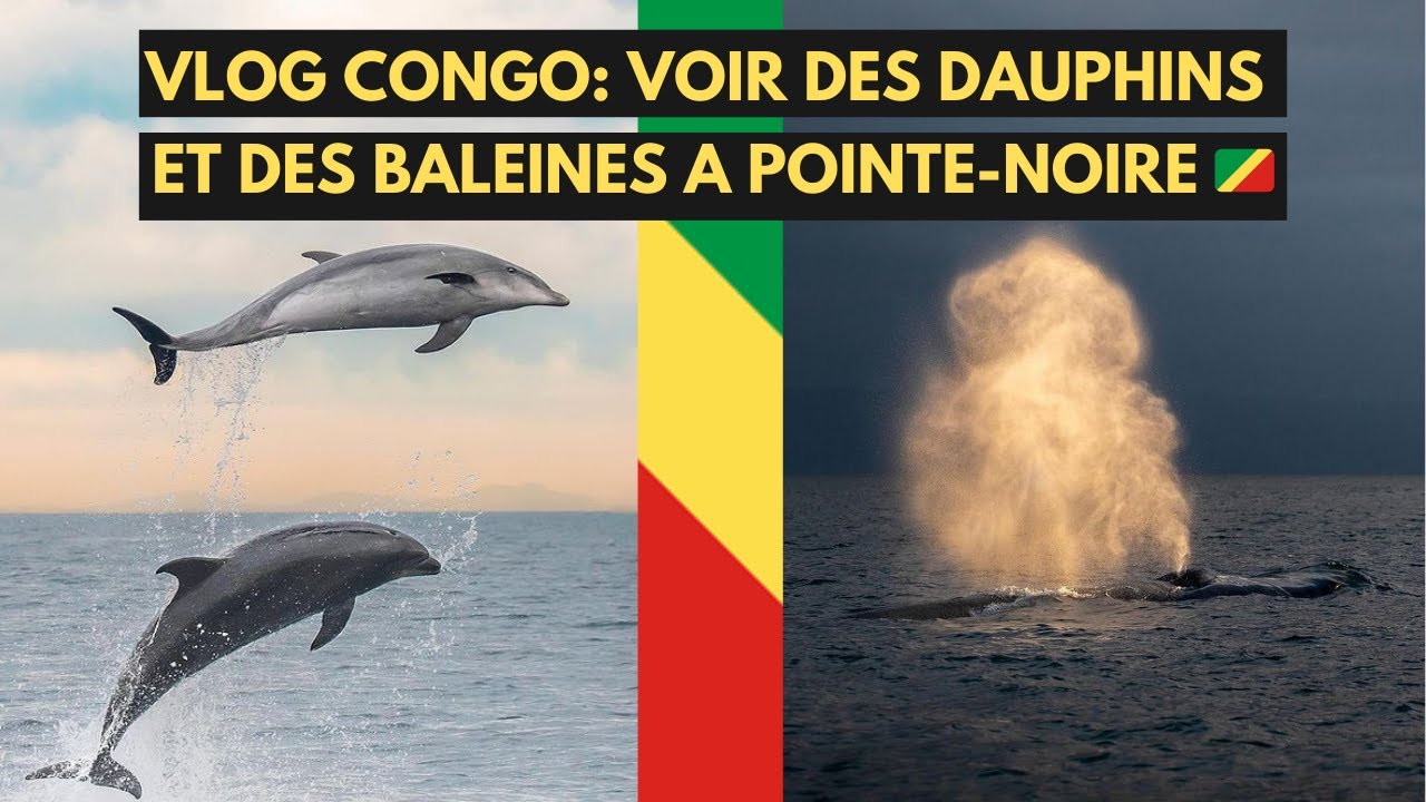 Voir des Dauphins et des Baleines à pointe-noire 😱 | Vlog Congo Brazzaville