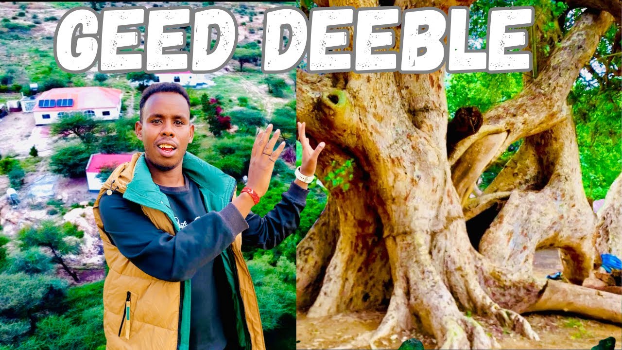 800 SANO AYUU JIRAA GEEDKA UGU YAR || GEED DEEBLE 