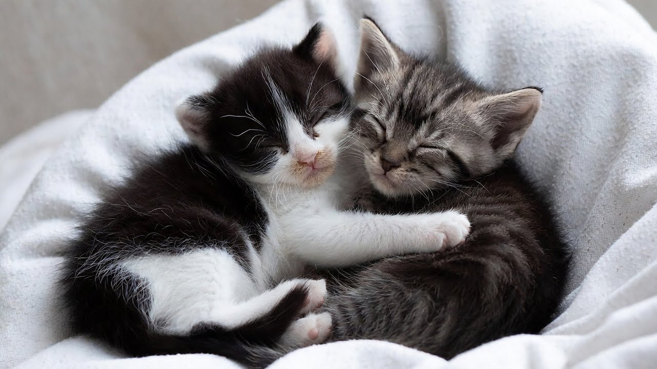 LIVE Cozy Cat Nap for Stress Free Night 😴 | Season 6