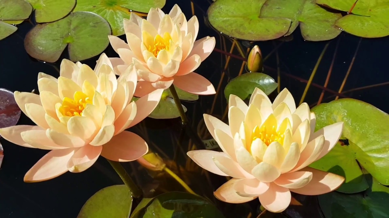 нимфея Clyde Ikins (nymphaea Clyde Ikins)