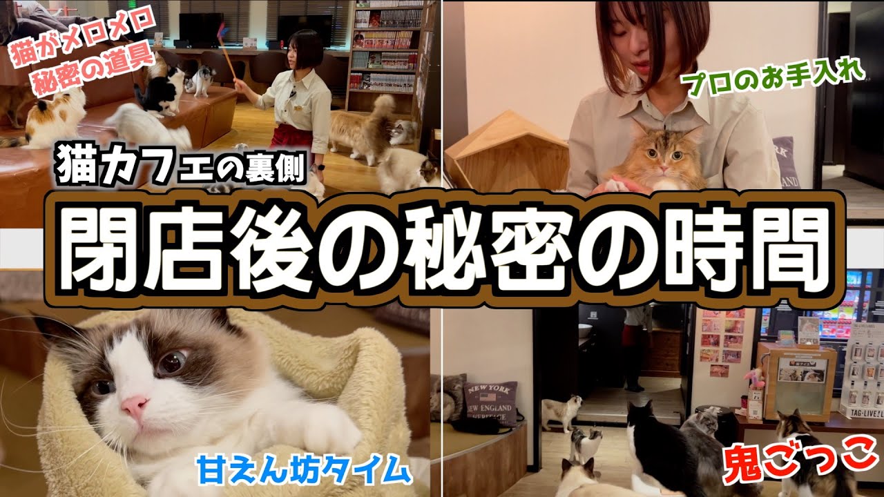 お客さんが知らない猫カフェの裏側