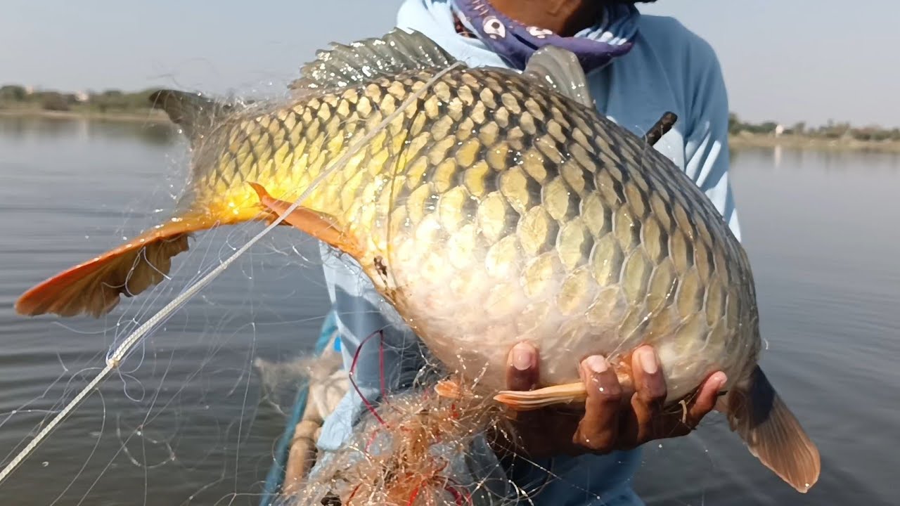 fishing videos with katla fishing in nets