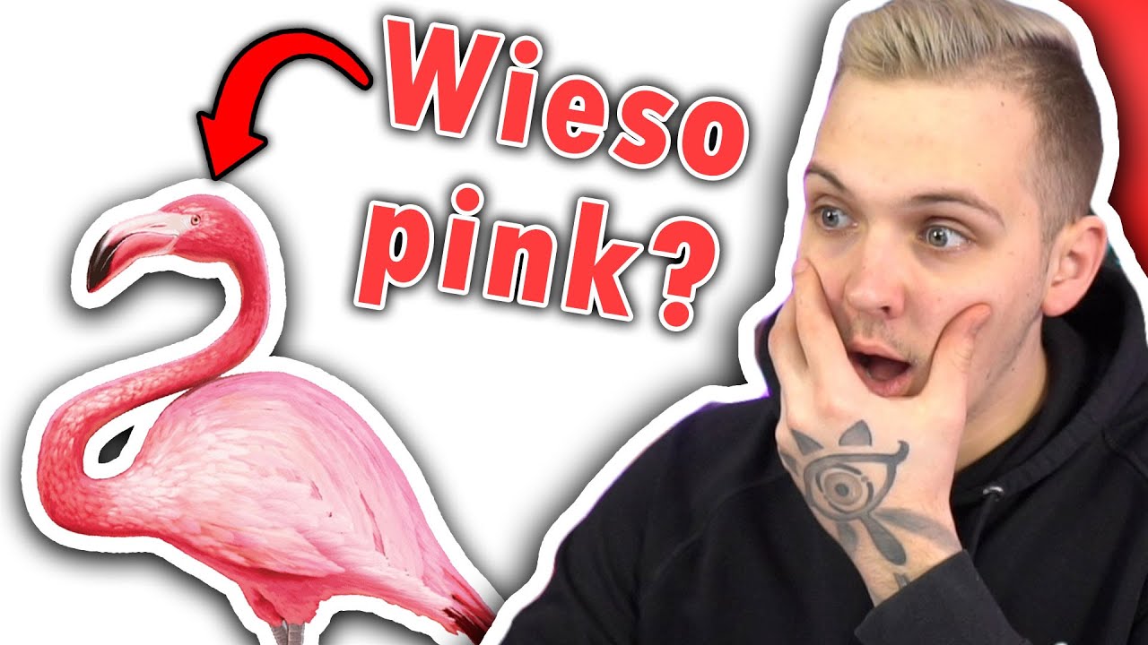 Huebi ist der Quizmaster 🧠