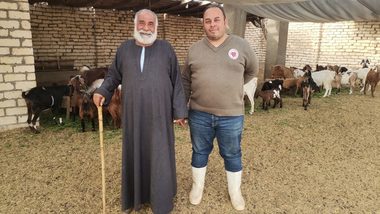 فن تغذية الأغنام و الماعز