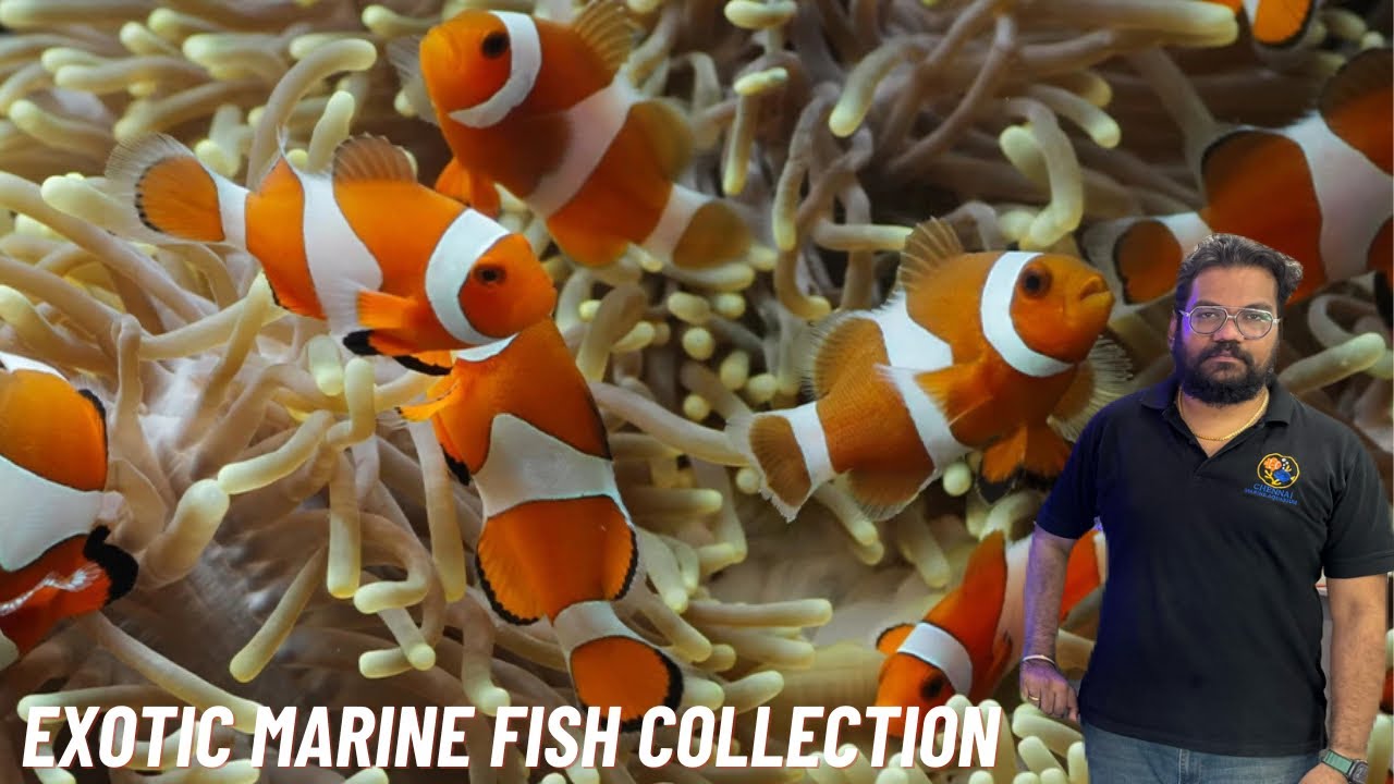 Chennai-ல இப்படி ஒரு Marine Fish Shop-ஆ! 😱 Exotic Fish Collection Tour