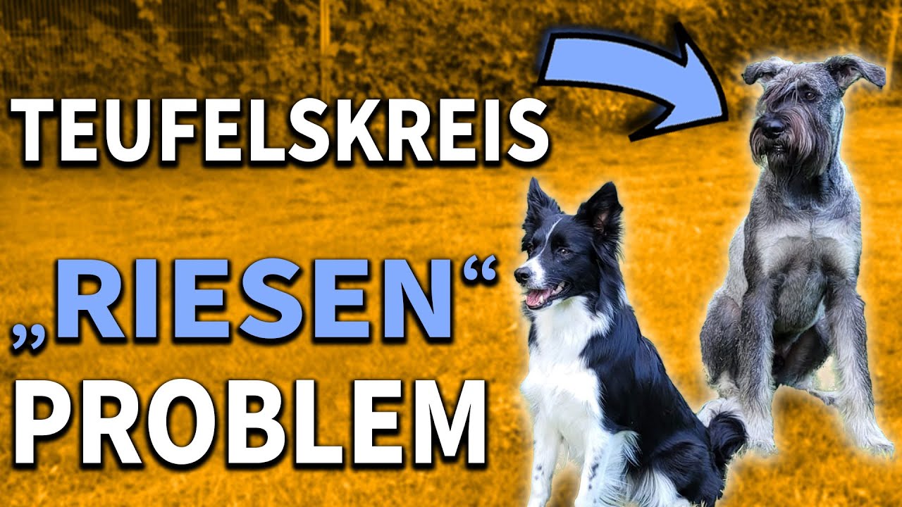 Dieses Problem haben große Hunde oft - Teufelskreis der Isolation