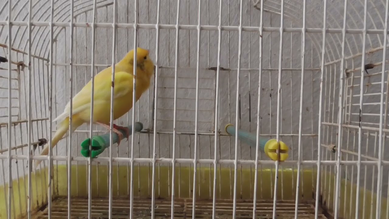 Καναρίνια Παύλος. Ο Ήσυχος (Paul's Canaries. The Quiet one)