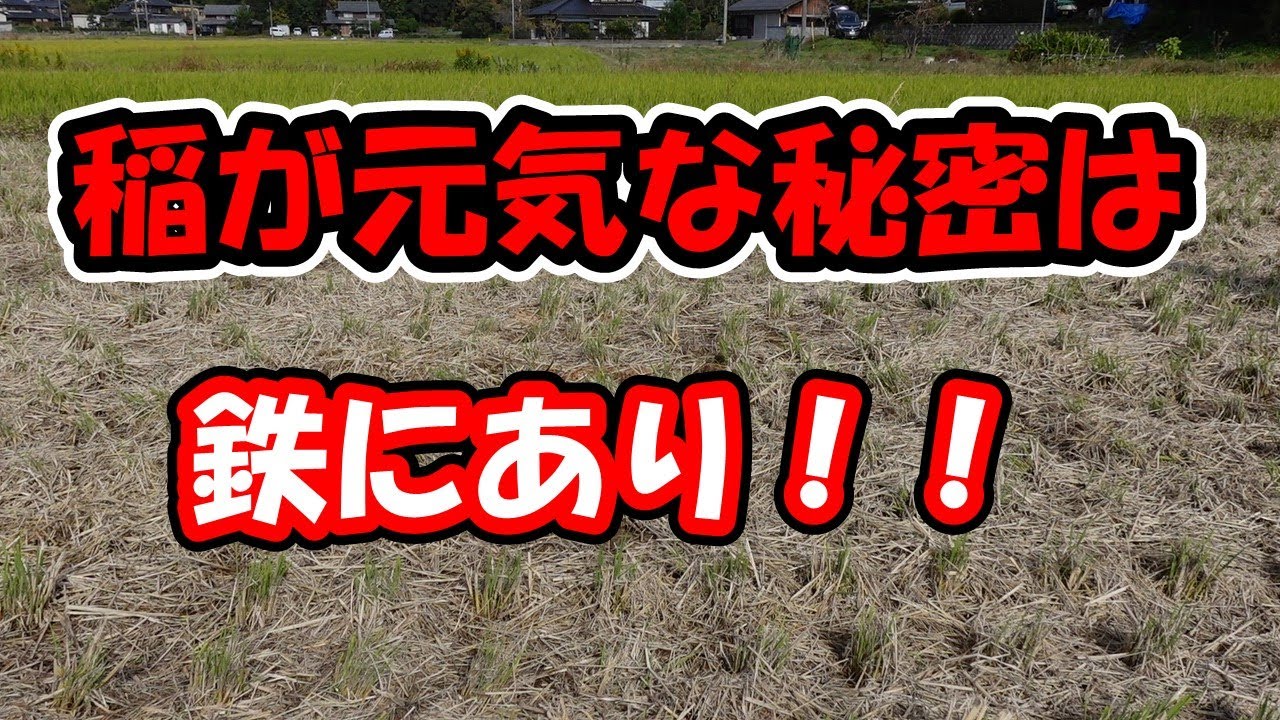 稲が元気な秘訣は鉄にあり