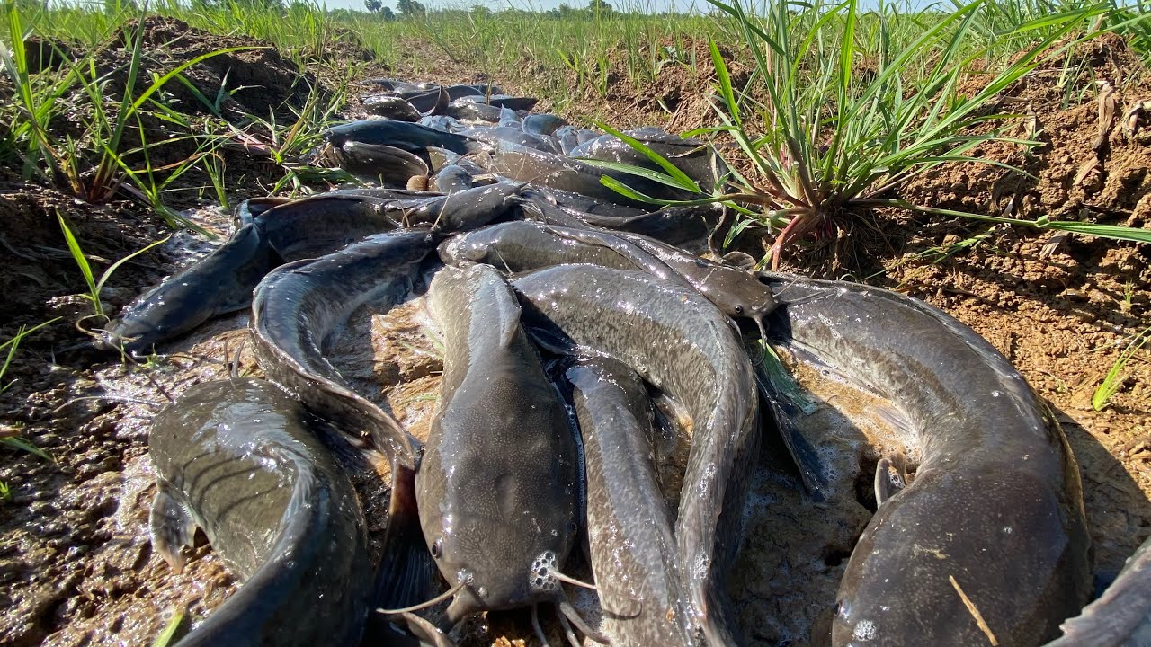 Fisherman catch a lot catfish at free land, wow amazing fishing by hand at field by hand