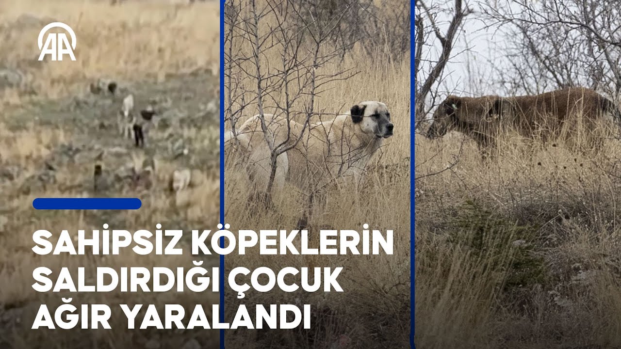 Sahipsiz köpeklerin saldırdığı çocuk ağır yaralandı