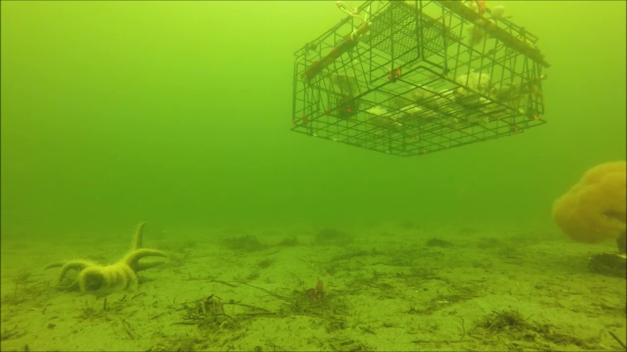 camano island, underwater crabbing video, 8/28/24, manaco beach, saratoga passage, puget sound, 8-1