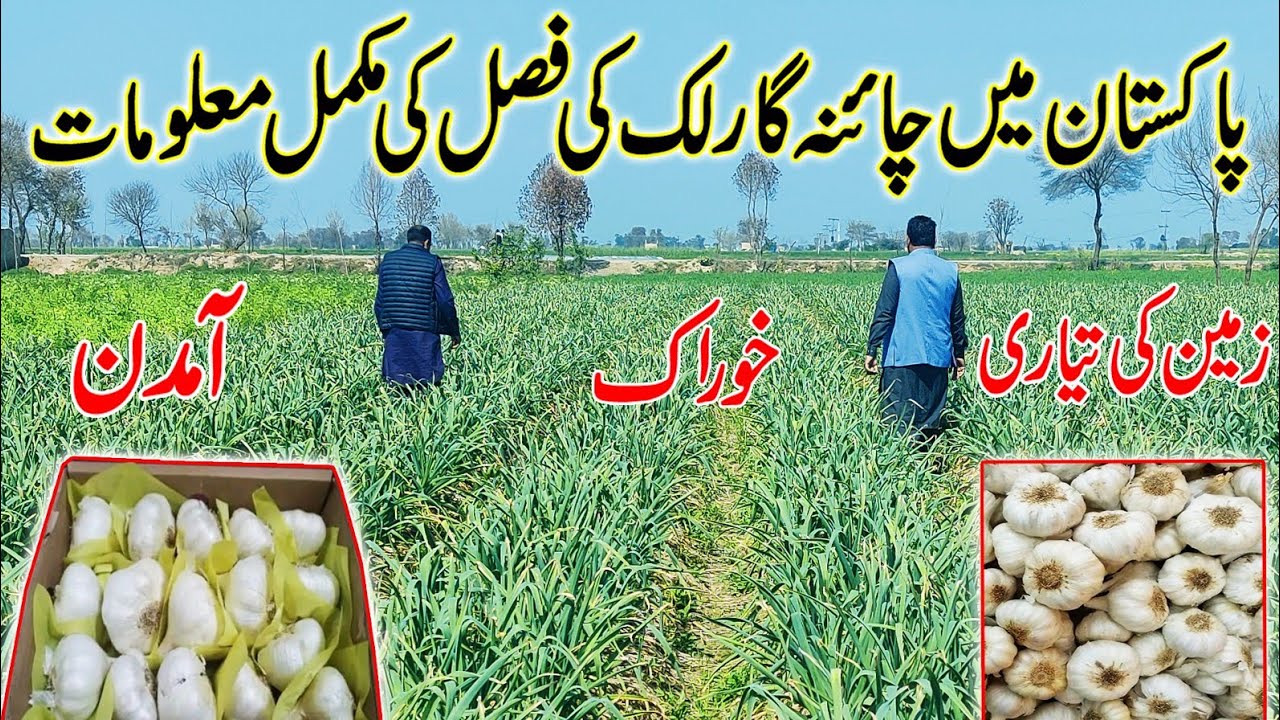 China garlic | How to grow China garlic in Pakistan | how much income from China garlic