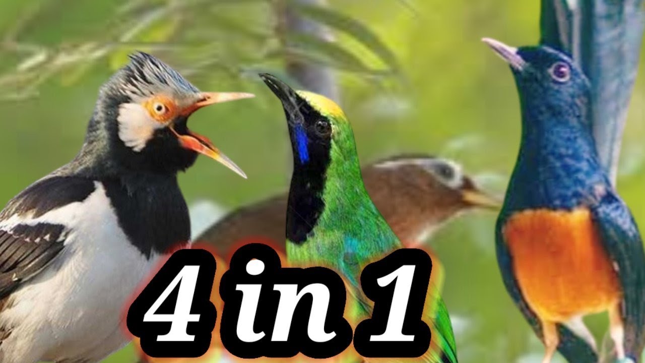 MASTERAN KOMBINASI 4 IN 1 JALAK SUREN,MURAI BATU,WAMBIE DAN CUCAK IJO