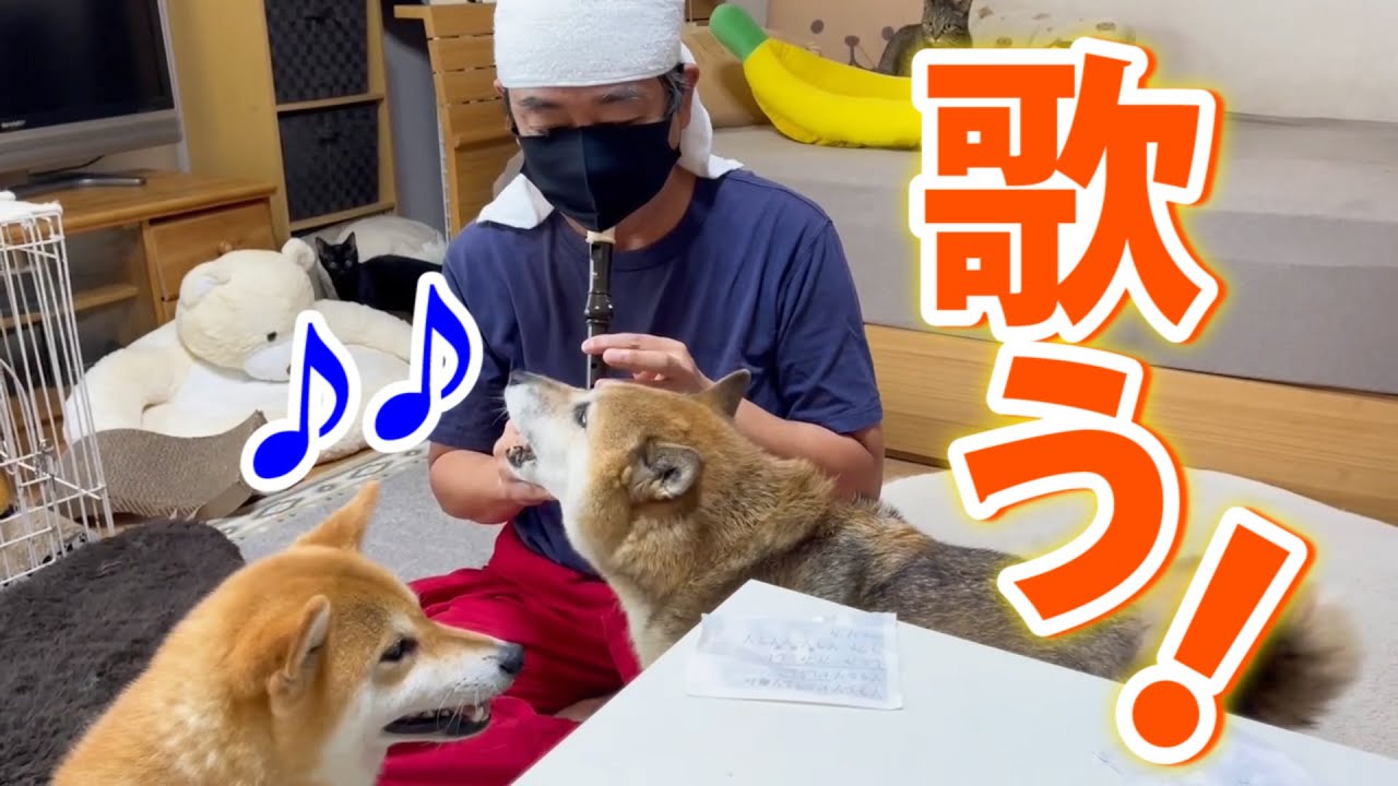 リコーダーに合わせて歌う柴犬