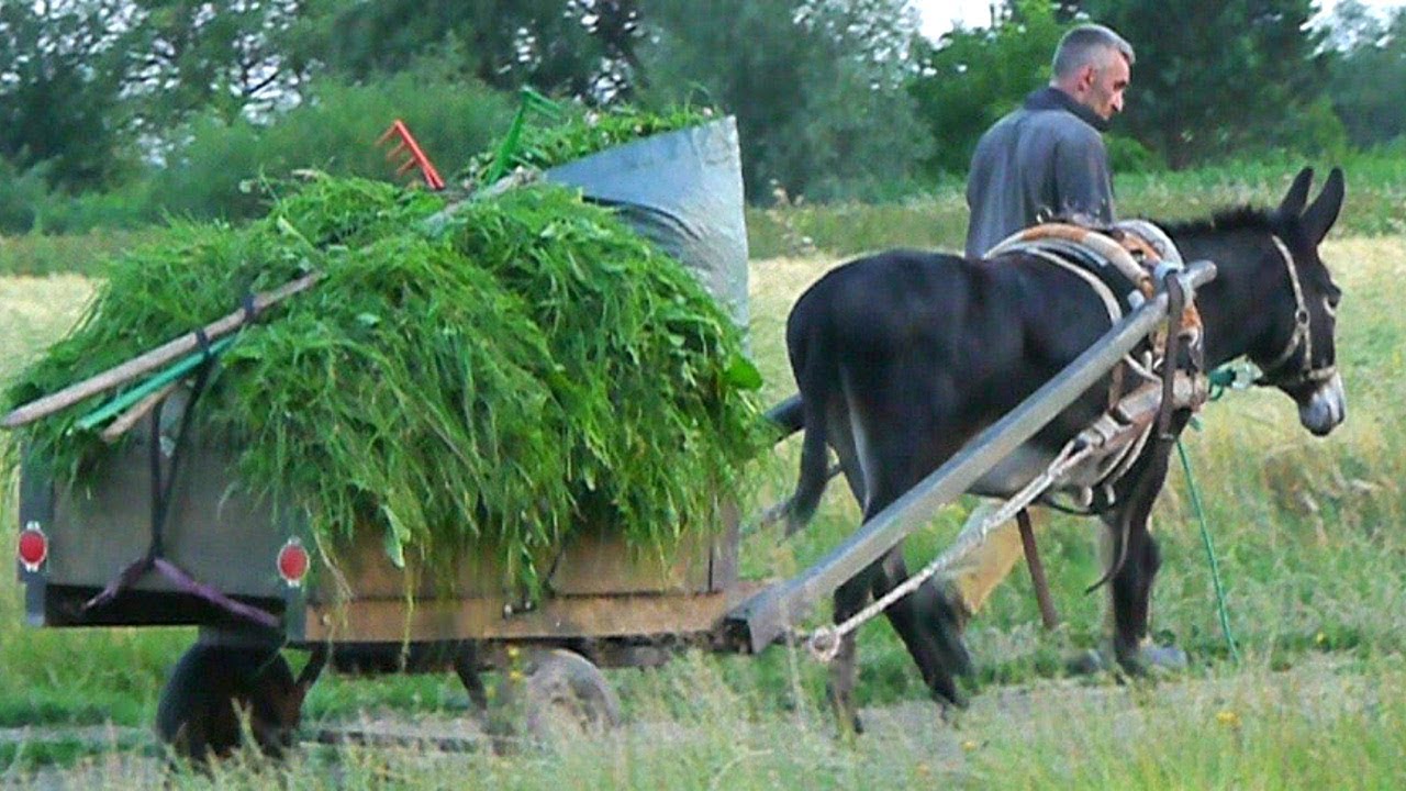 OSIOŁ w ZAPRZĘGU nad WISŁĄ