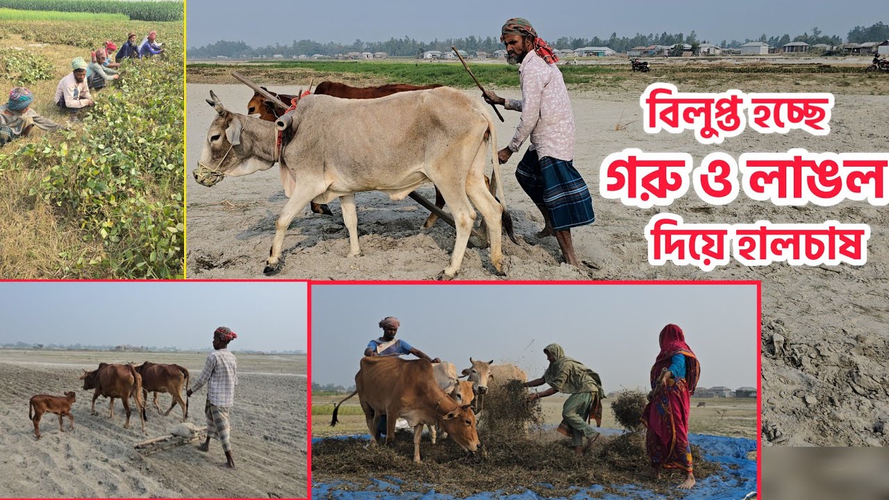 আধুনিকতার ছোঁয়ায় বিলুপ্ত হচ্ছে গরু ও লাঙল দিয়ে হালচাষ।।