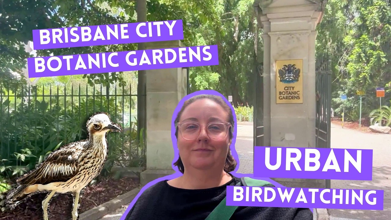 Birdwatching in the city? Best Brisbane urban bird walk spot