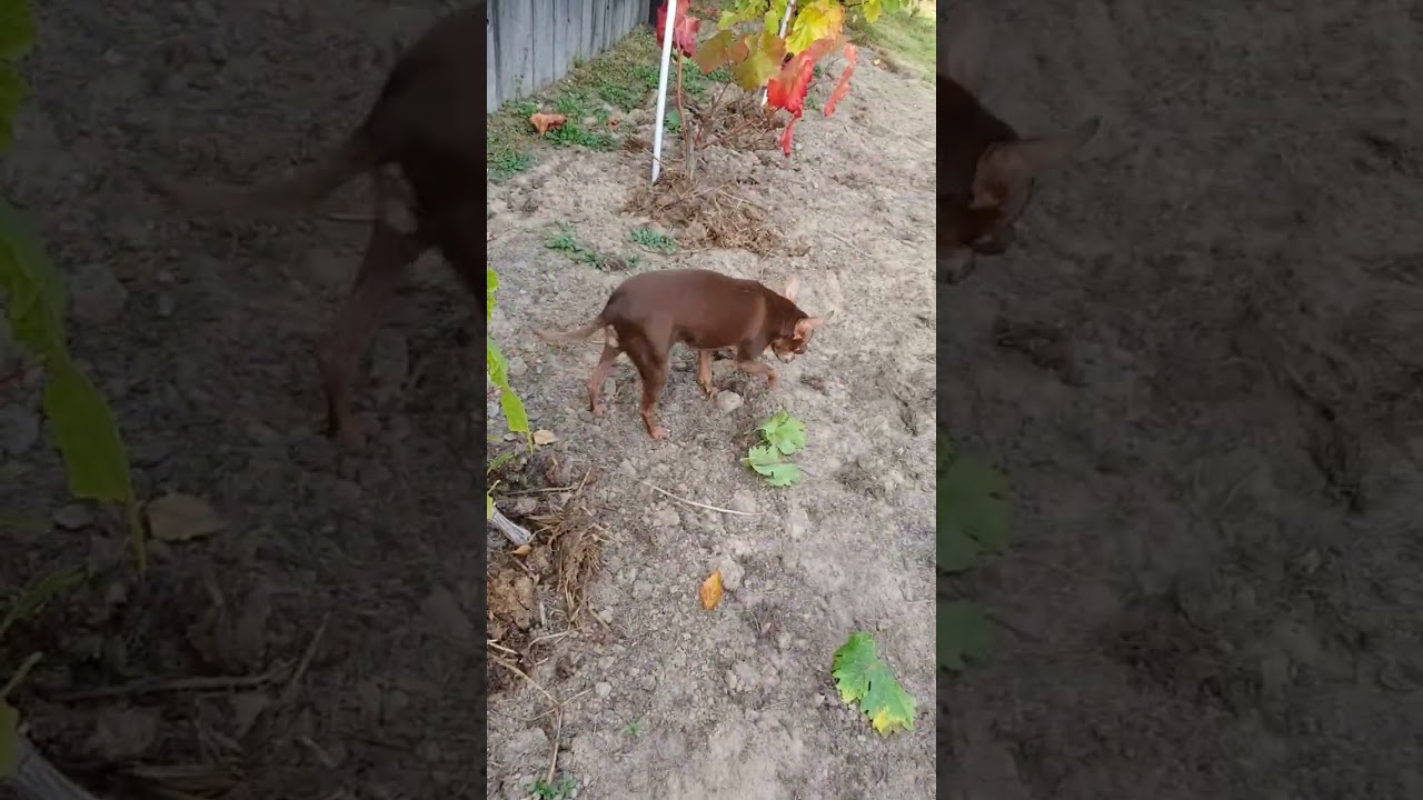 Grape respect #shorts #dog #funnyshorts