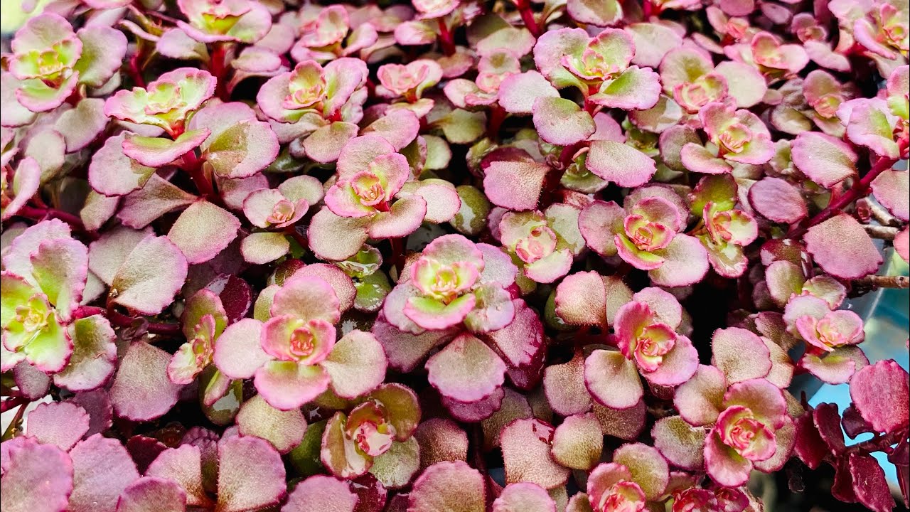 SUCULENTAS MAIS BONITAS QUAIS OS SEGREDOS de como cultivar O SEDUM VOODOO/DICAS PRECIOSAS DE CULTIVO