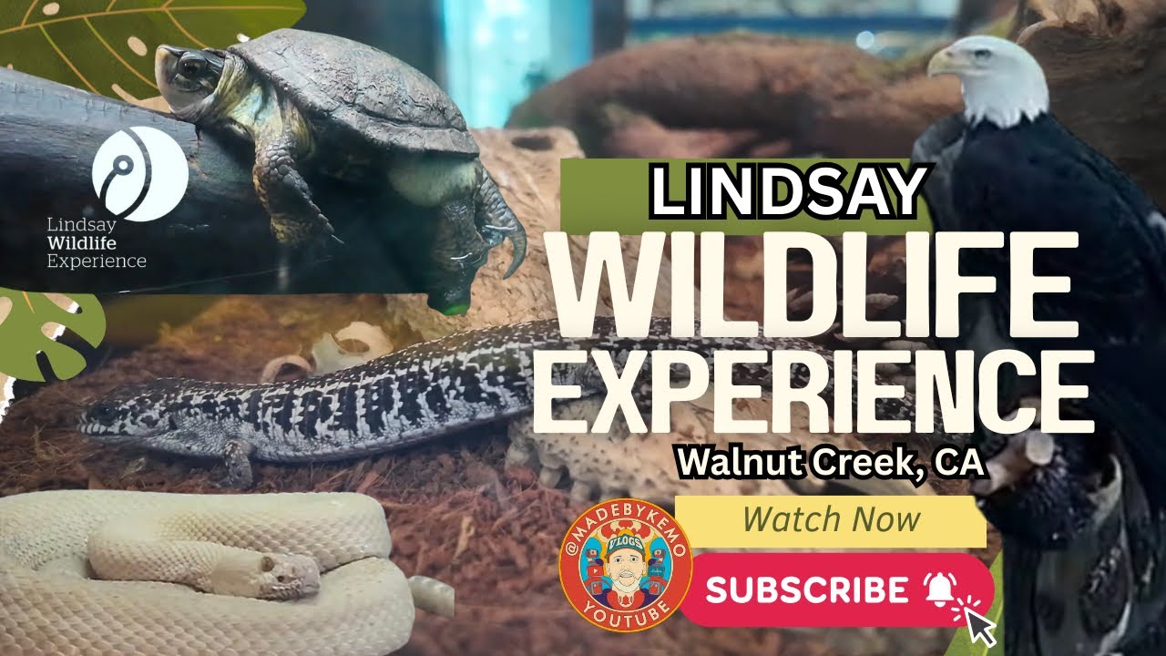 Кофейня Lever Coffee, зоопарк Lindsay Wildlife Experience и закусочная Slow G’s Eatery #спасениед...