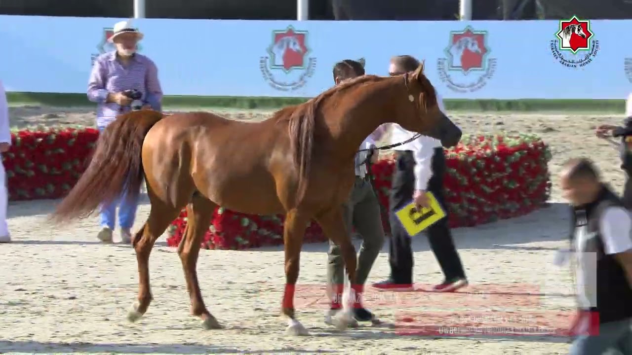 229 BERWAZ AL BUSTAN _ AL SHIRAA INTERNATIONAL HORSE CHAMPIONSHIP 28 - 30 January  2024