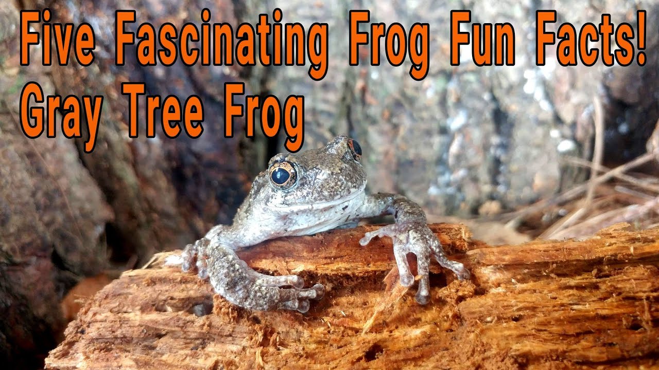 Gray Tree Frog Pt 2: Five Fascinating Frog Fun Facts about Gray Tree Frogs!