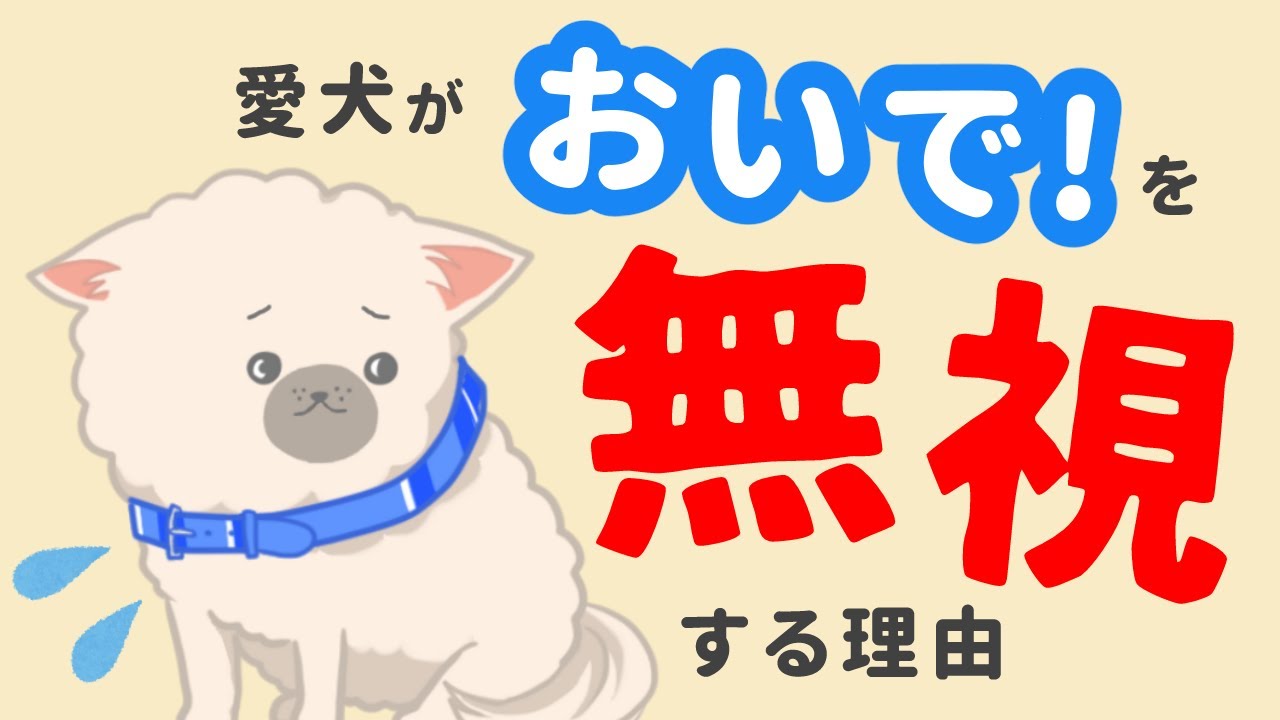 犬が「おいで」を無視する！呼んでも来ない理由は？