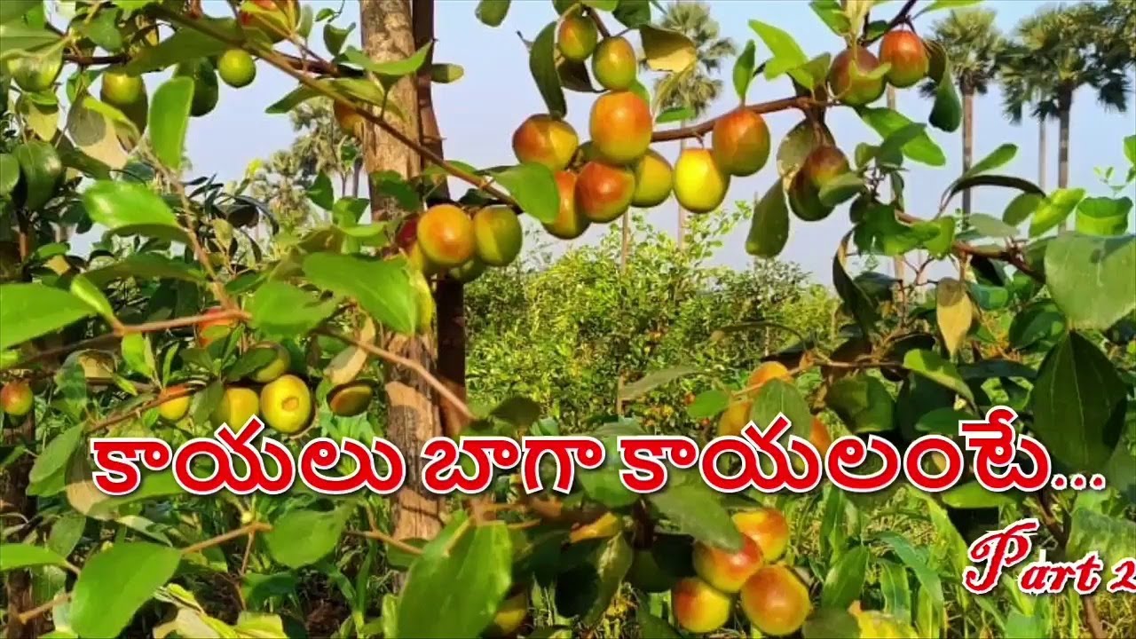 కొమ్మ కత్తిరింపులు జరిపిన కొద్దిరోజుల తరువాత...