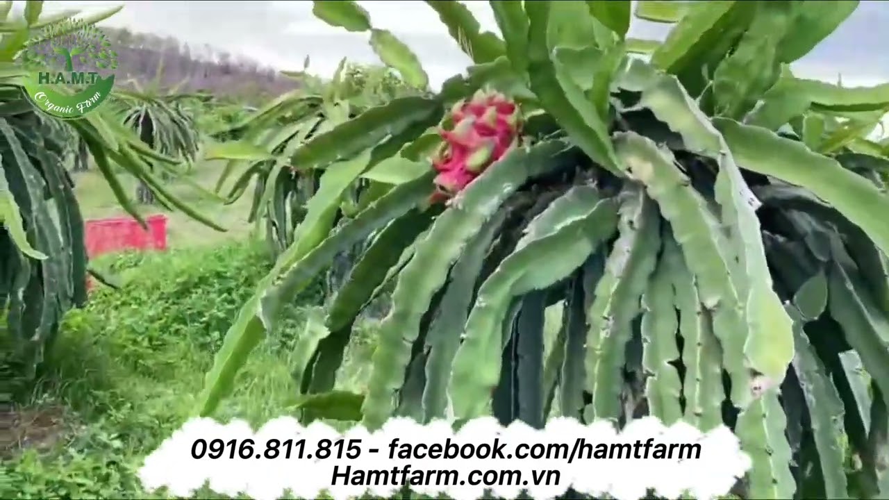 Thanh long ruột đỏ H14 chạy chỉ trên vườn HAMT | HAMT ORGANIC FARM