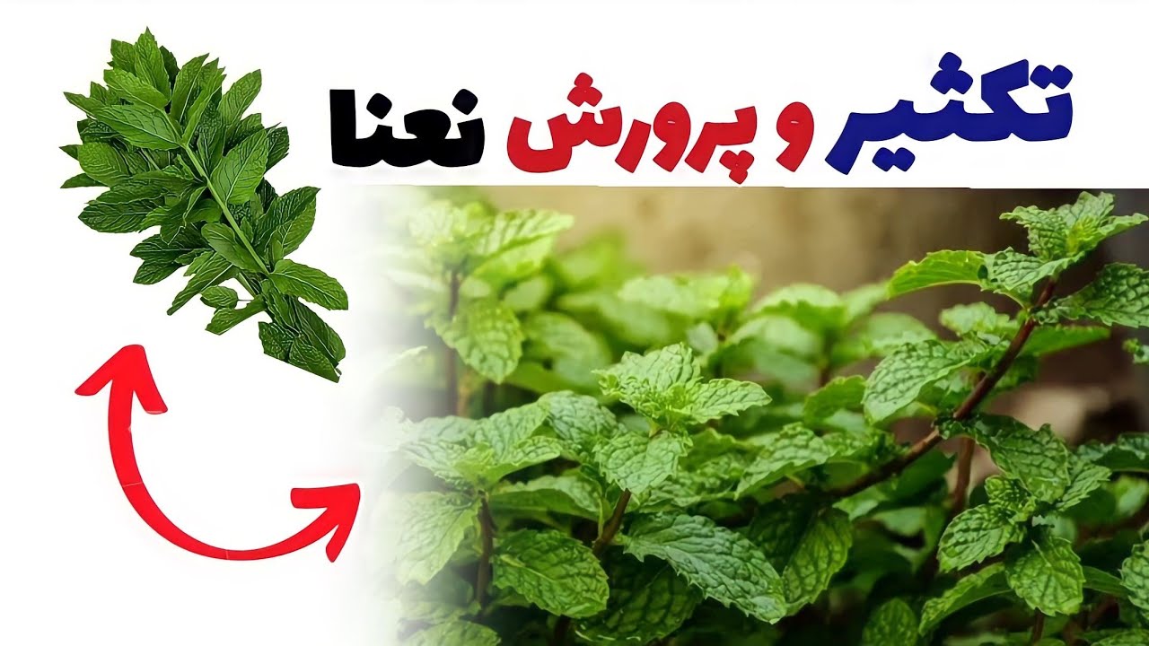 روش کاشت و پرورش نعنا در هر زمان | رشد باورنکردنی نعنا در کمترین زمان ممکن
