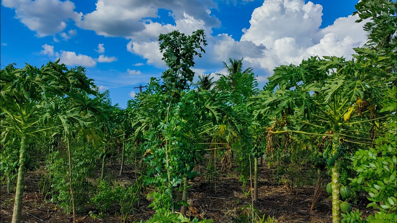 subash palekar 5 layer farming