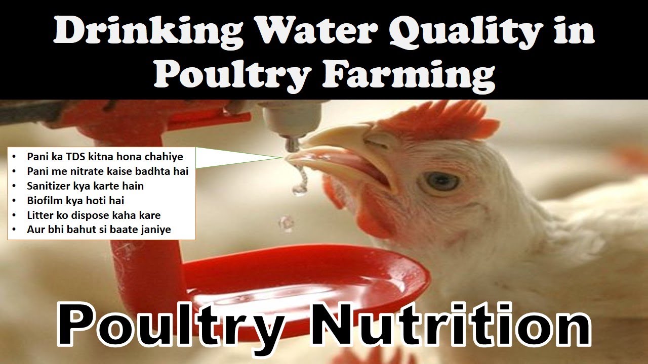 Water Quality in Poultry Farming | Broiler aur Layer Birds ke Liye Pani ki Quality Kaisi Ho?