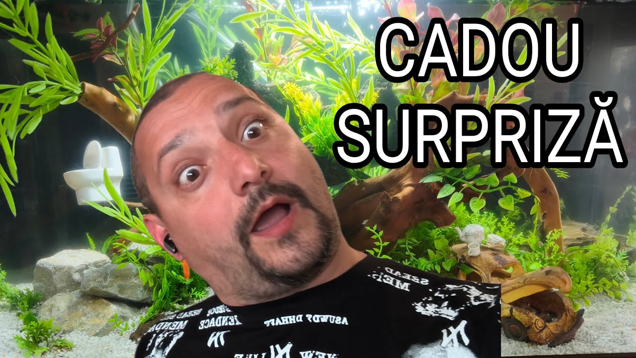 Nu mă așteptam la asta de ziua mea 🐟🐟.