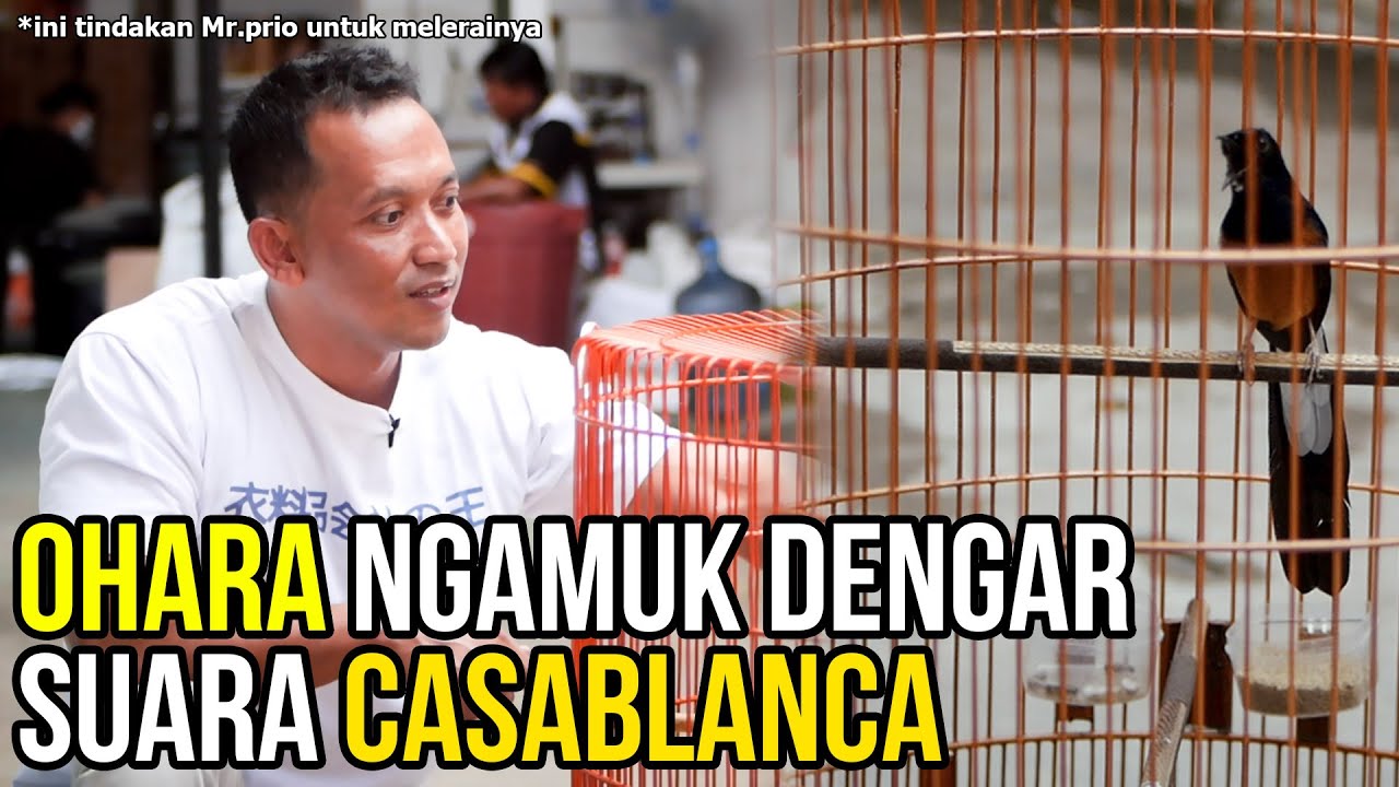 Murai Batu 3M OHARA Setelah Melewati Masa Stress Di Kandang Ternak