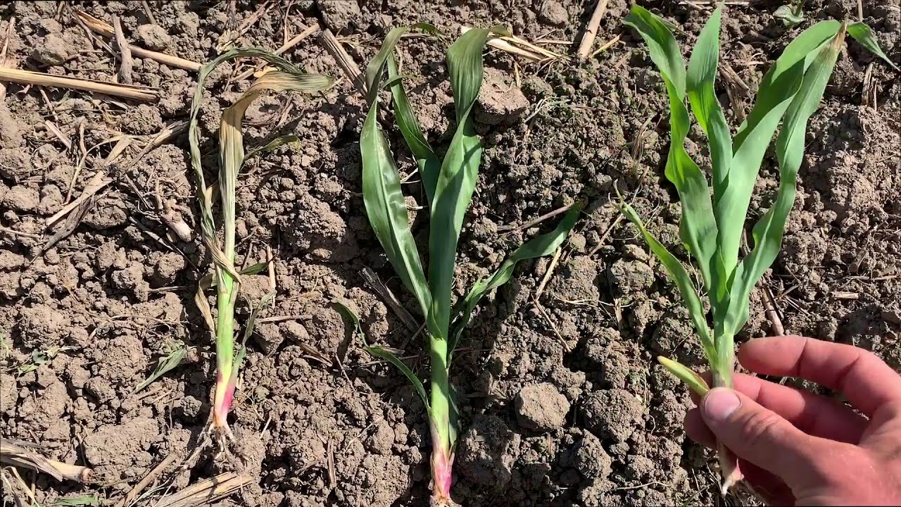 Early season flame weeding of organic corn in Northeast Indiana