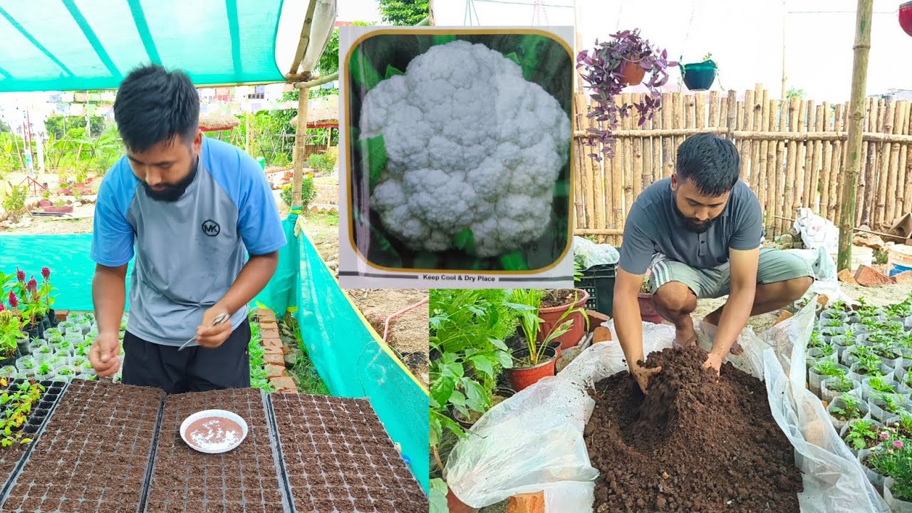 ट्रे मा हाइब्रिड काउली जमाउँदै हेर्नुस् पूरा भिडियो || try ma kauli jamaudai @PalungtarNursery 