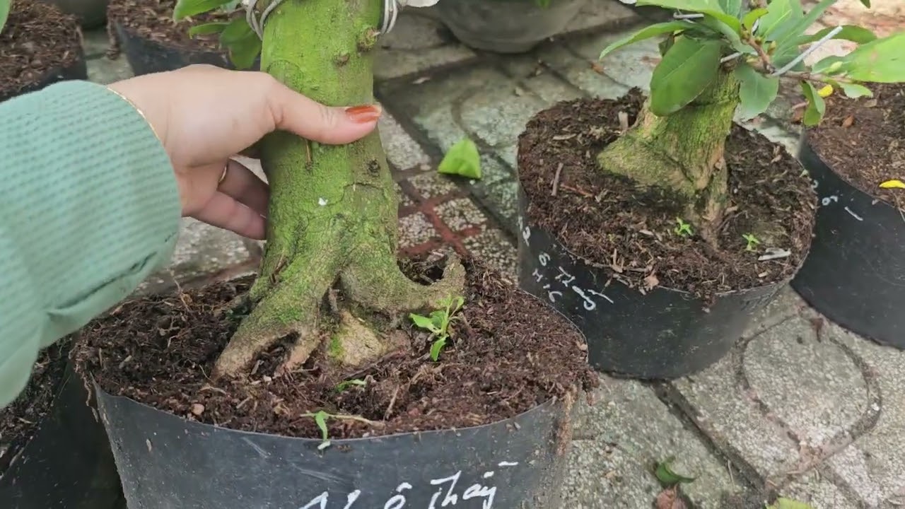 CHIỀU 1/3🥰0368.79.79.89🥰ÔNG THẦY, SB SÀI GÒN 200K/CÂY BAO SHIP 