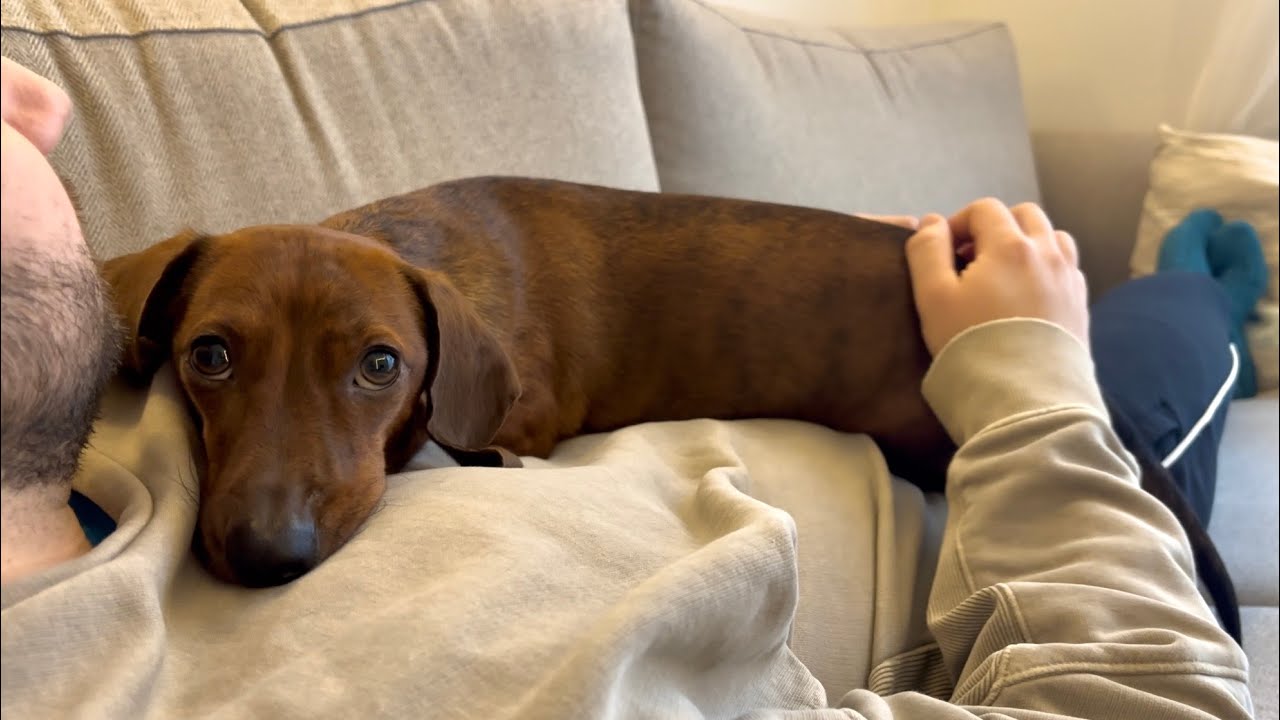 Mini dachshund tires himself out! 💤