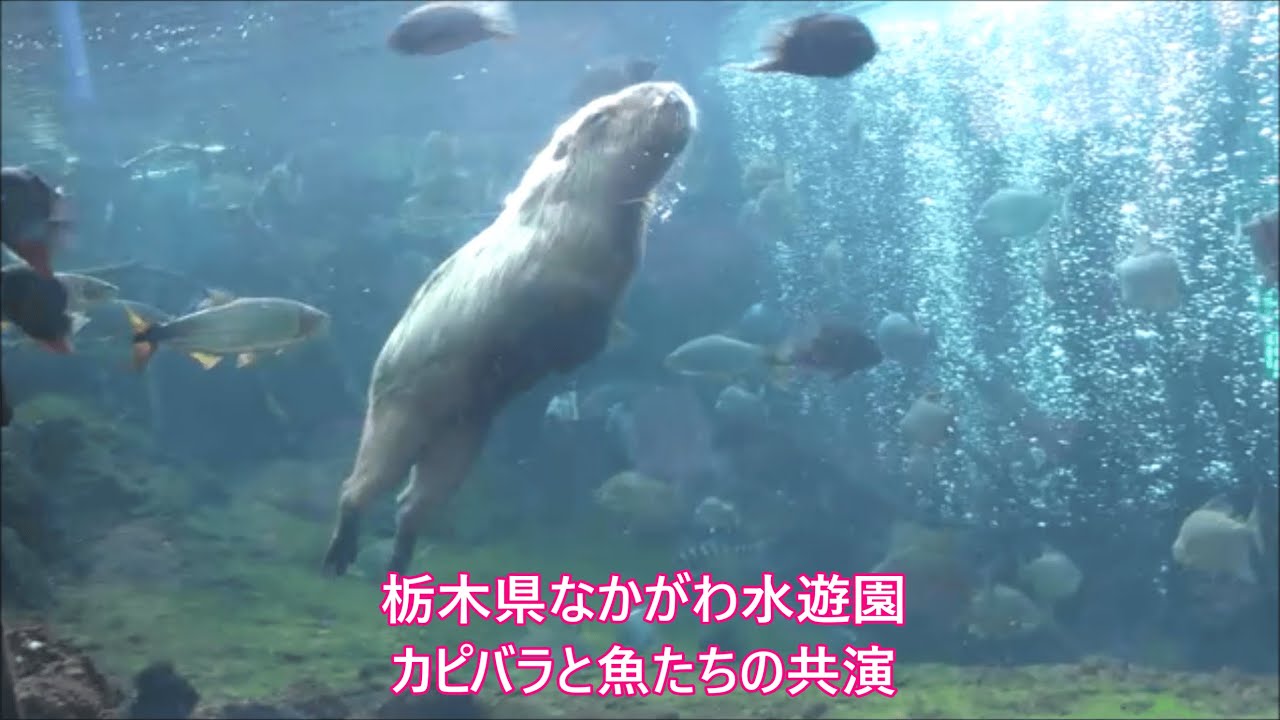 カピバラ （栃木県なかがわ水遊園篇）カピバラと魚たちの共演