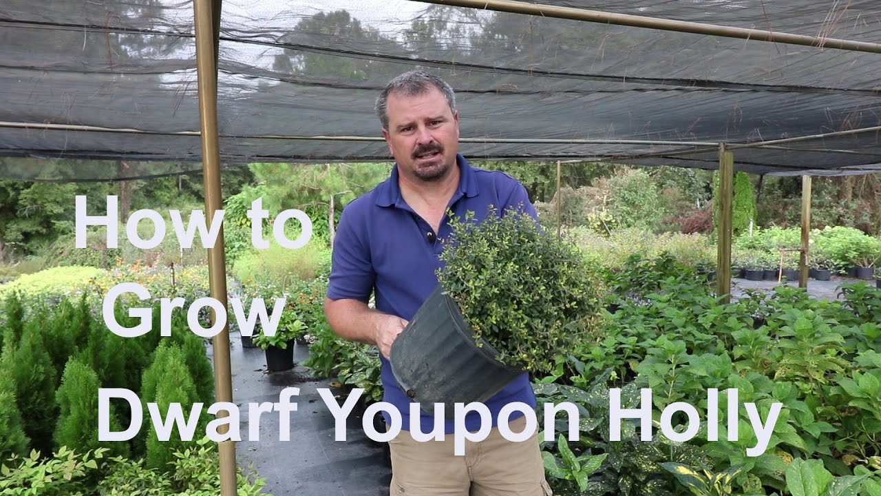 How to grow Dwarf Yaupon Holly (Very Low Maintenance) with detailed description
