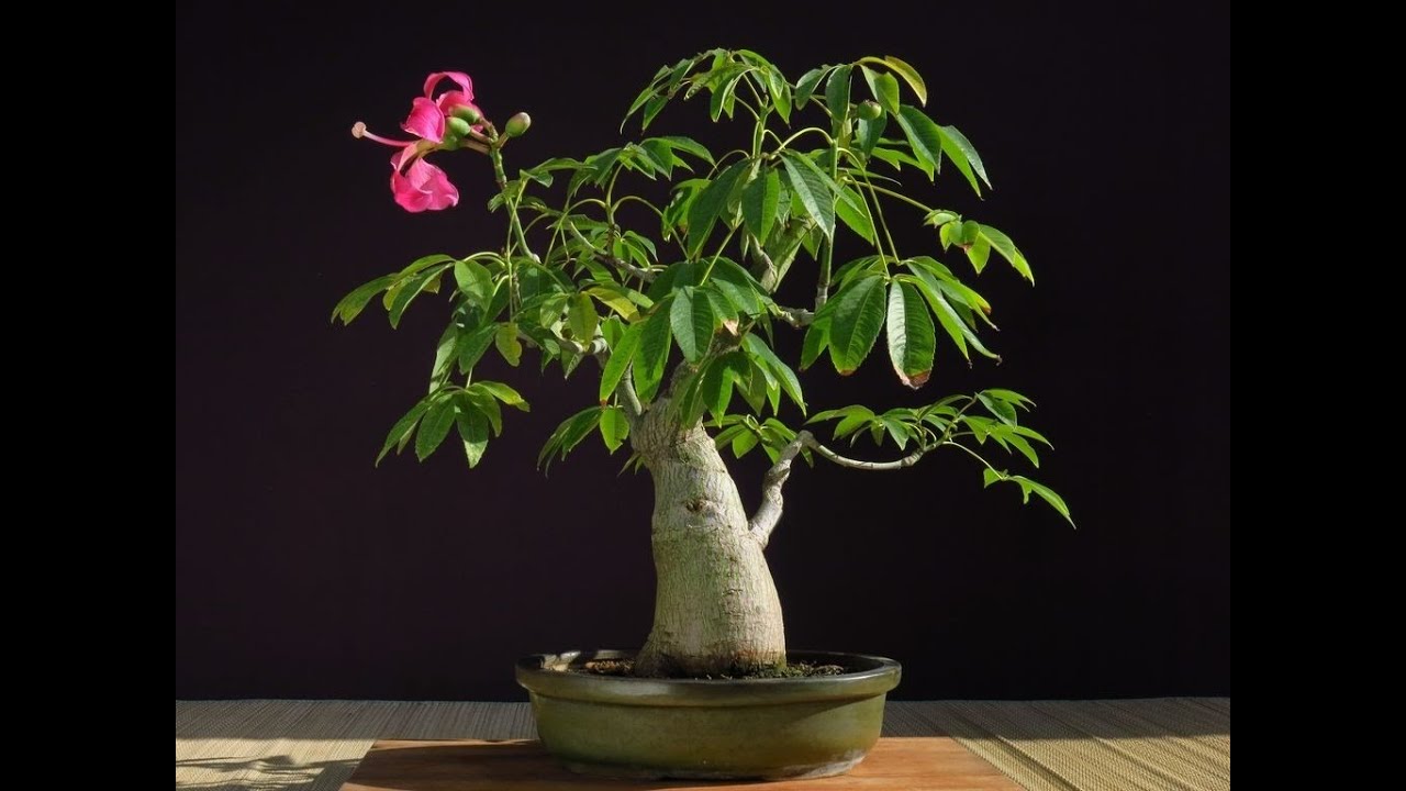 Wired ceiba speciosa, bonsai. (palo borracho)