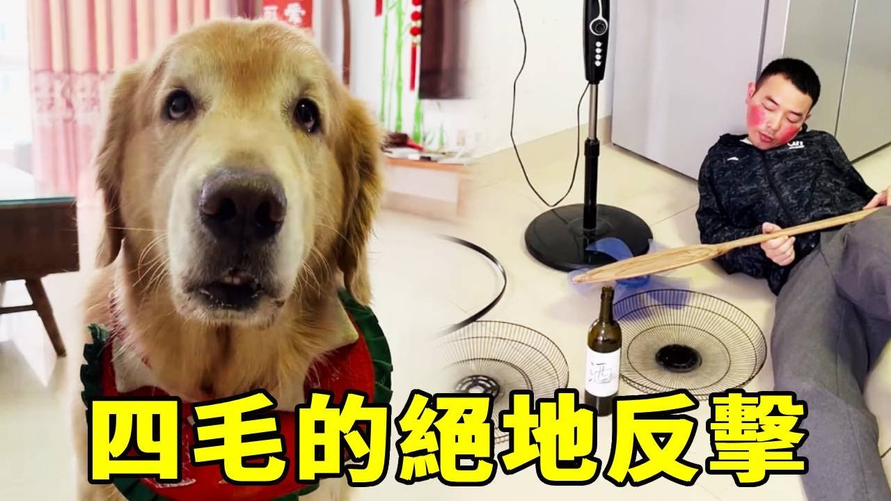 四毛與毛爸搶雞腿吃，爭奪過程不慎把風扇砸壞，為了避免責罰四毛決定先下手為強竟然...毛爸太慘了！【起错名的四毛】