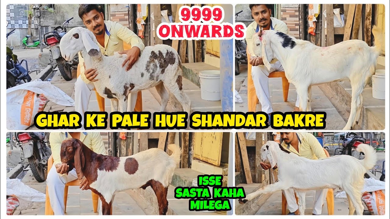 9999 Onwards Sabse Saste Bakre Aur Mende | Wholesale Goat Market Mumbai | New Goat Farm In Bhiwandi 