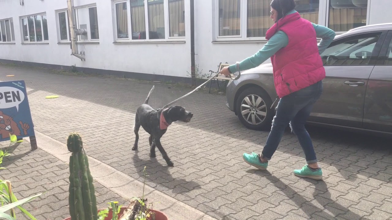 Leinenaggression - Training mit einem Leinenpöbler