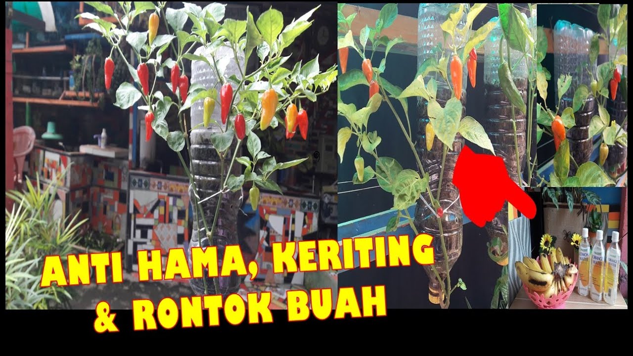 Easy Way to Grow Chili in Plastic Bottle | Tanam Cabe di Botol Bekas Cepat Berbuah