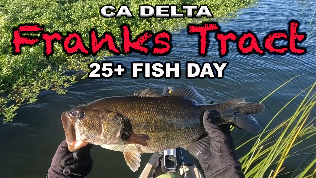 Summer Bass Fishing | CA Delta Bass Fishing